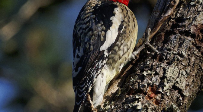 A Yellow-bellied Sapsucker encounter in SC